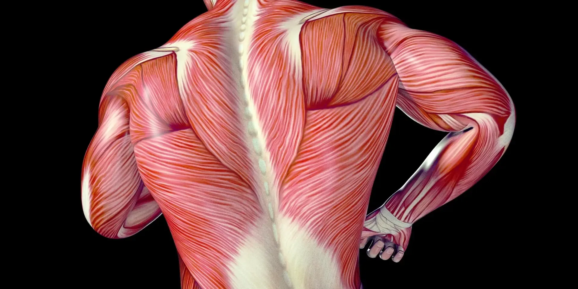 The muscles of the back and lumbar spine, rendered