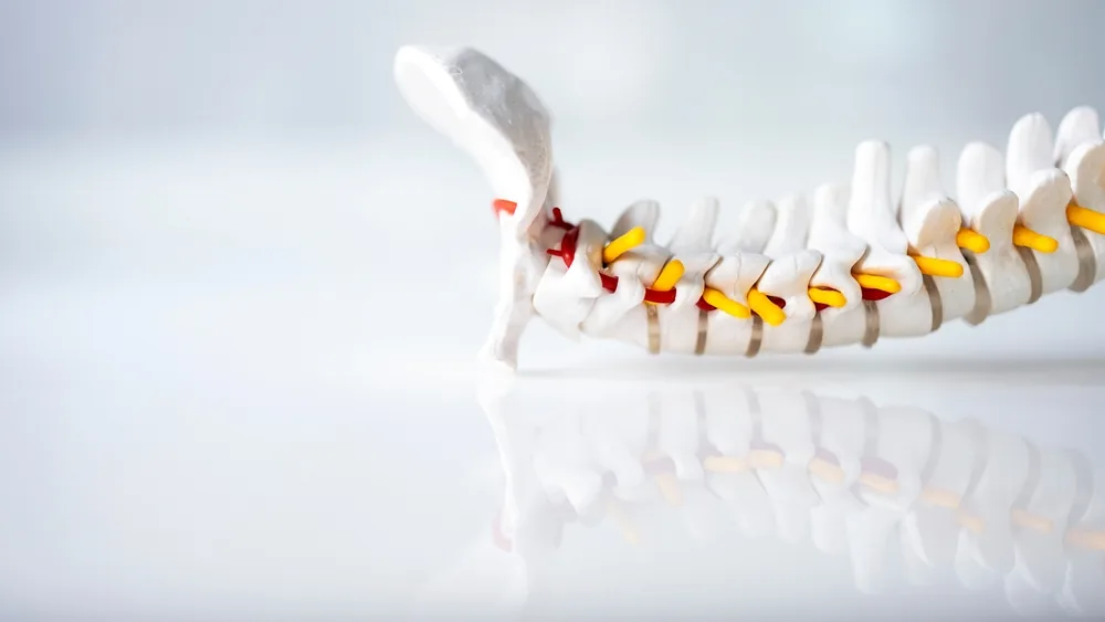 A cervical spine model with the nerve roots picked out