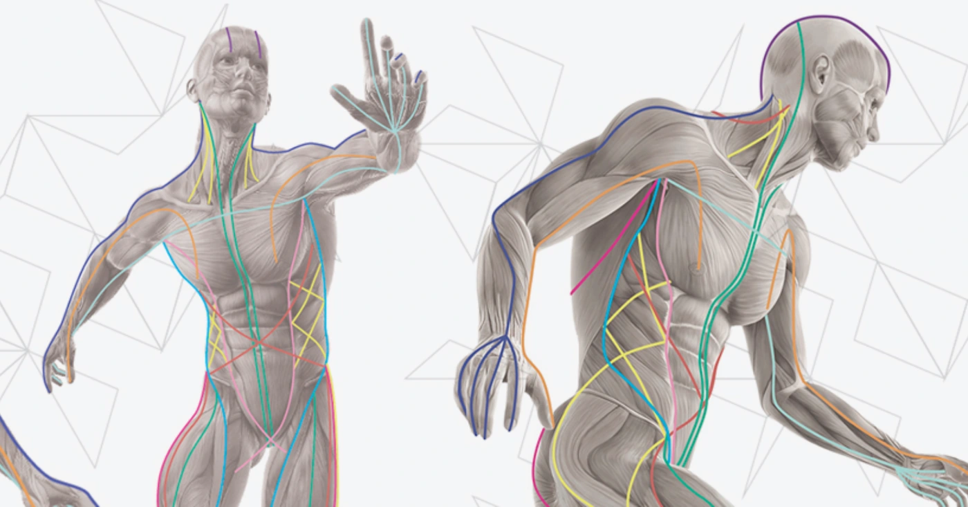 Anatomical figures with the fascia lines drawn on