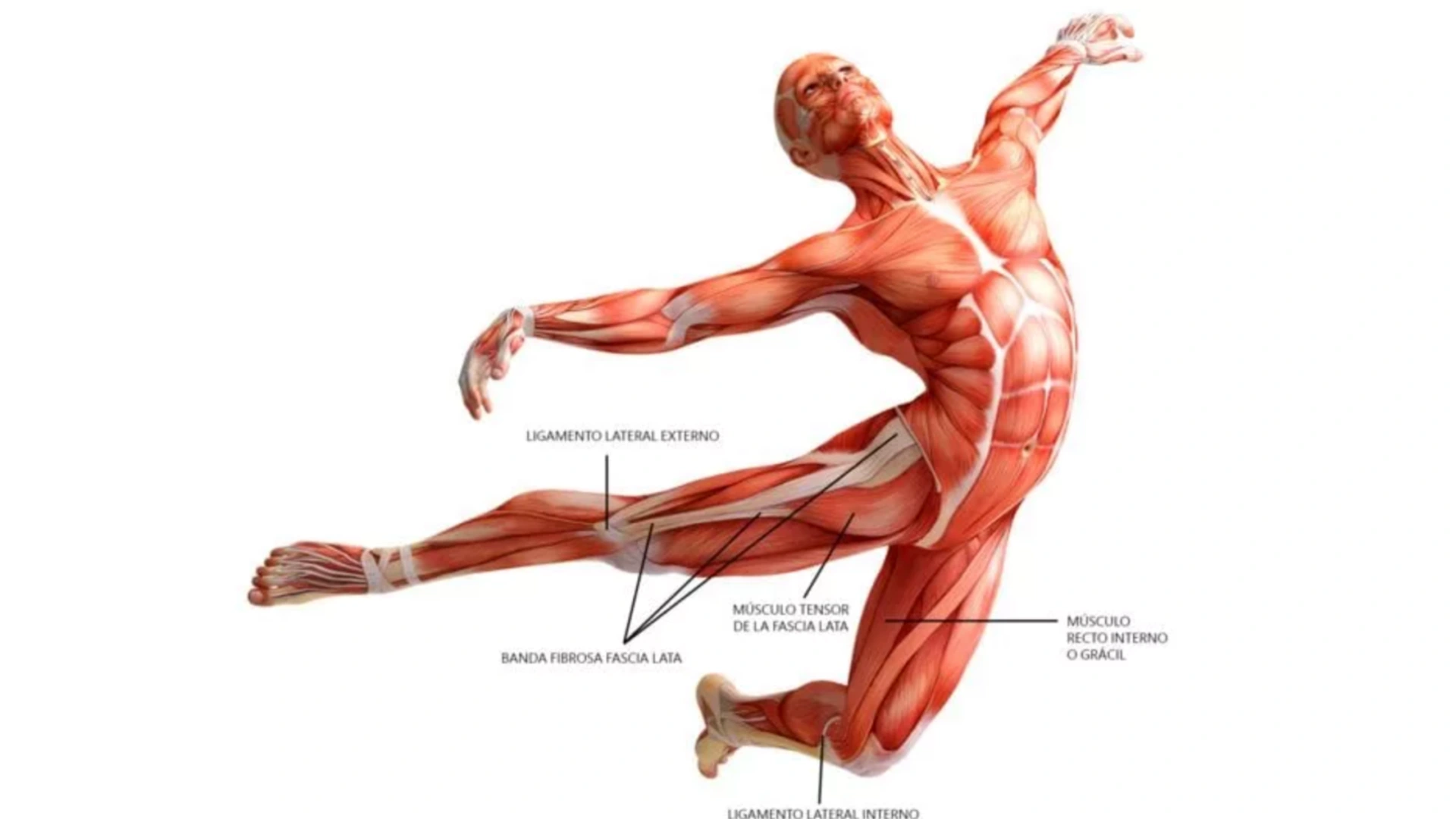 A diagram of the body's principal fascia chains