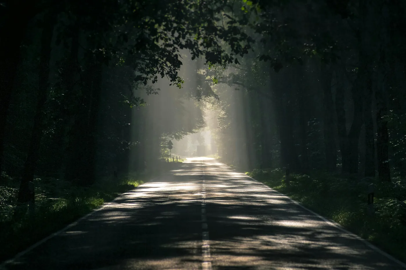 Low sunlight down an avenue of trees
