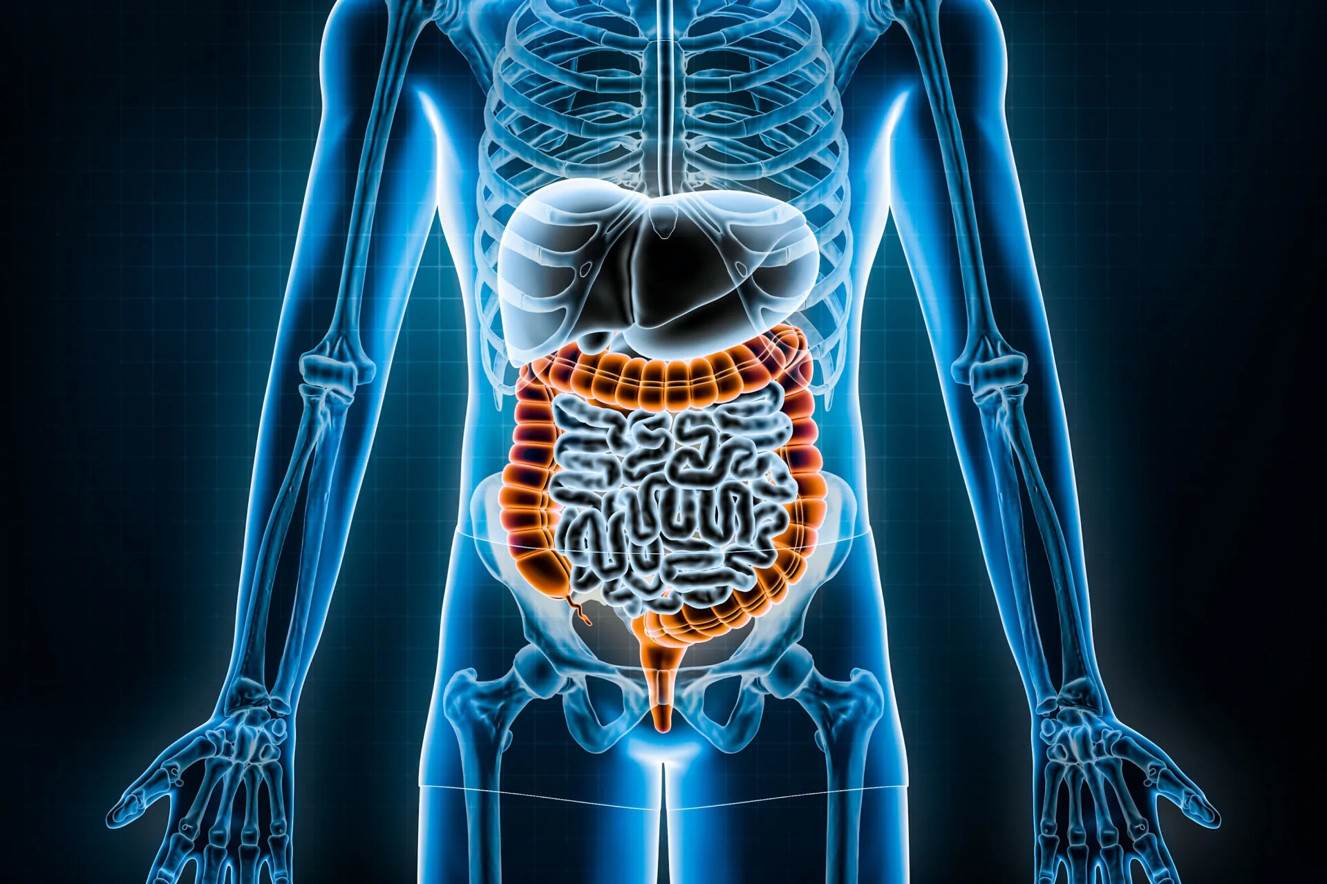 An imaging view of the trunk with the intestines highlighted