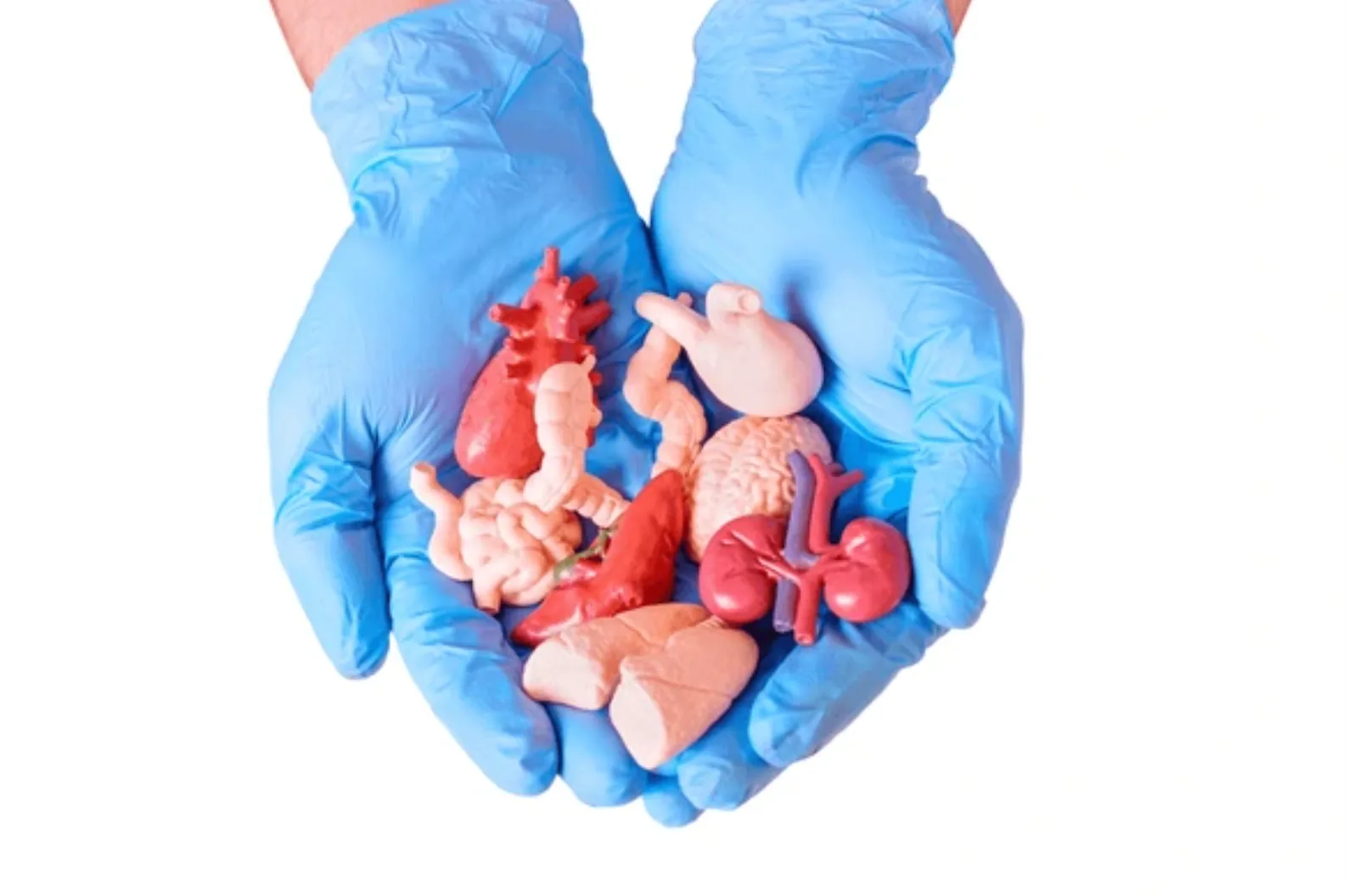 Anatomical organ models held in gloved hands