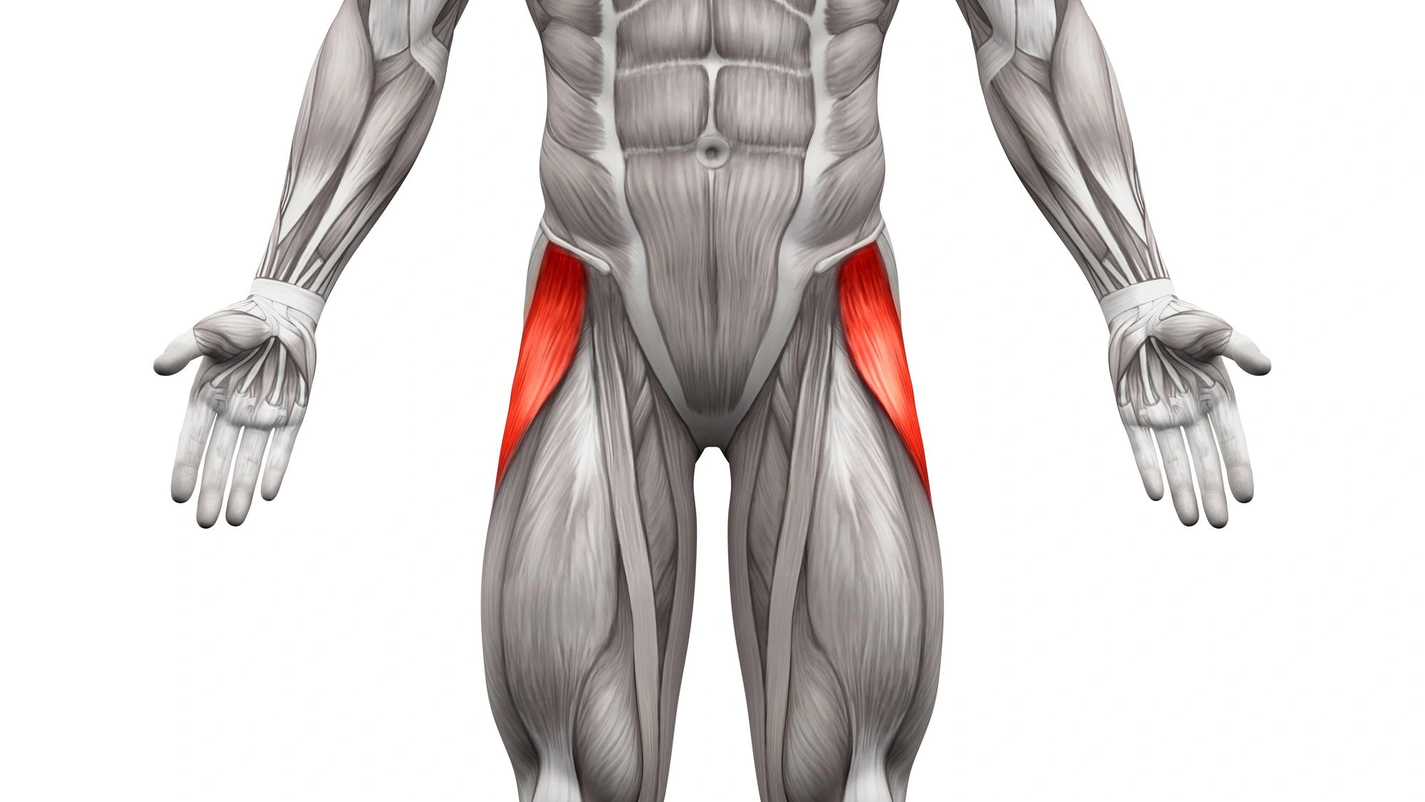 An anatomical diagram of the tensor fasciae latae